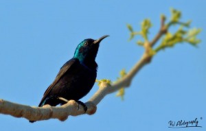 ஊதாத் தேன்சிட்டு - Purple Sunbird